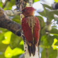 Banded Woodpecker